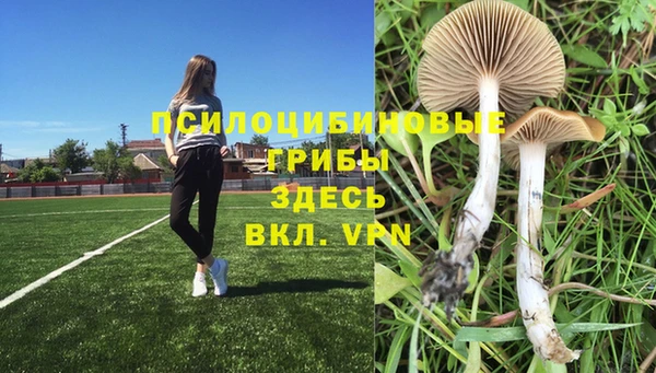 прущие грибы Тавда