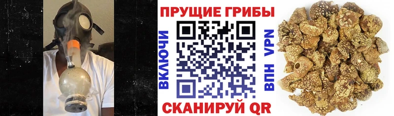 OMG нарко площадка формула Псилоцибиновые грибы GOLDEN TEACHER Новоульяновск